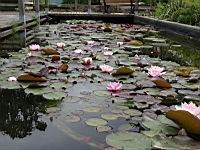 Nenuphars (prise a Giroussens, Jardin des Martels)(2)